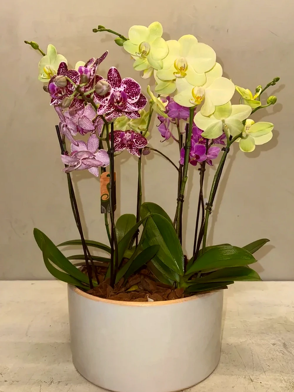 Coleção Três Orquídeas
