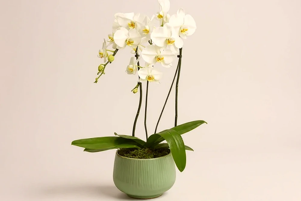 Orquídea Branca Premium em Vaso Elegante
