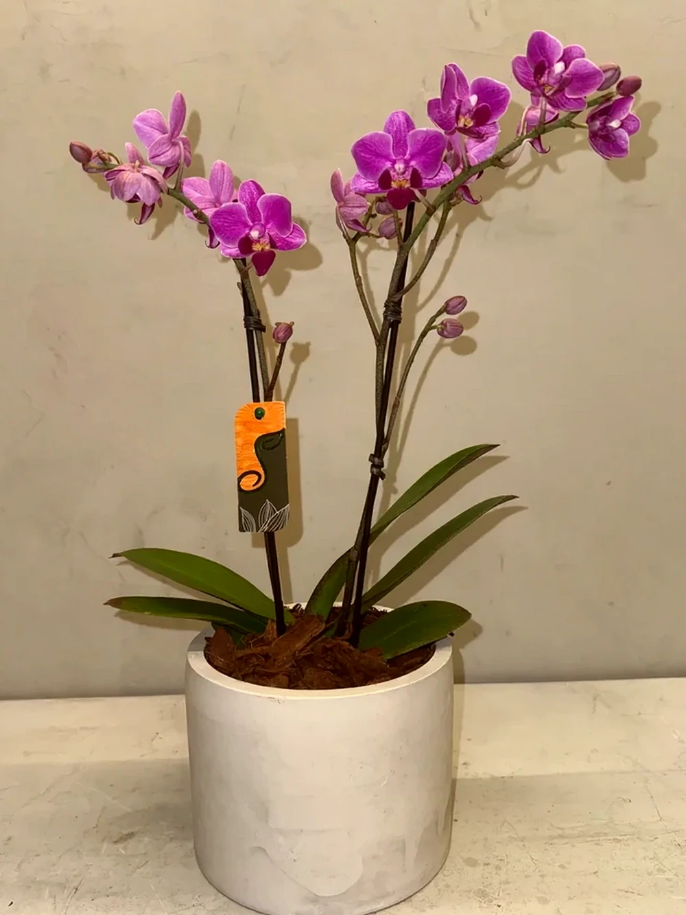 Orquídea Mini Magenta com vaso moderno de cimento queimado