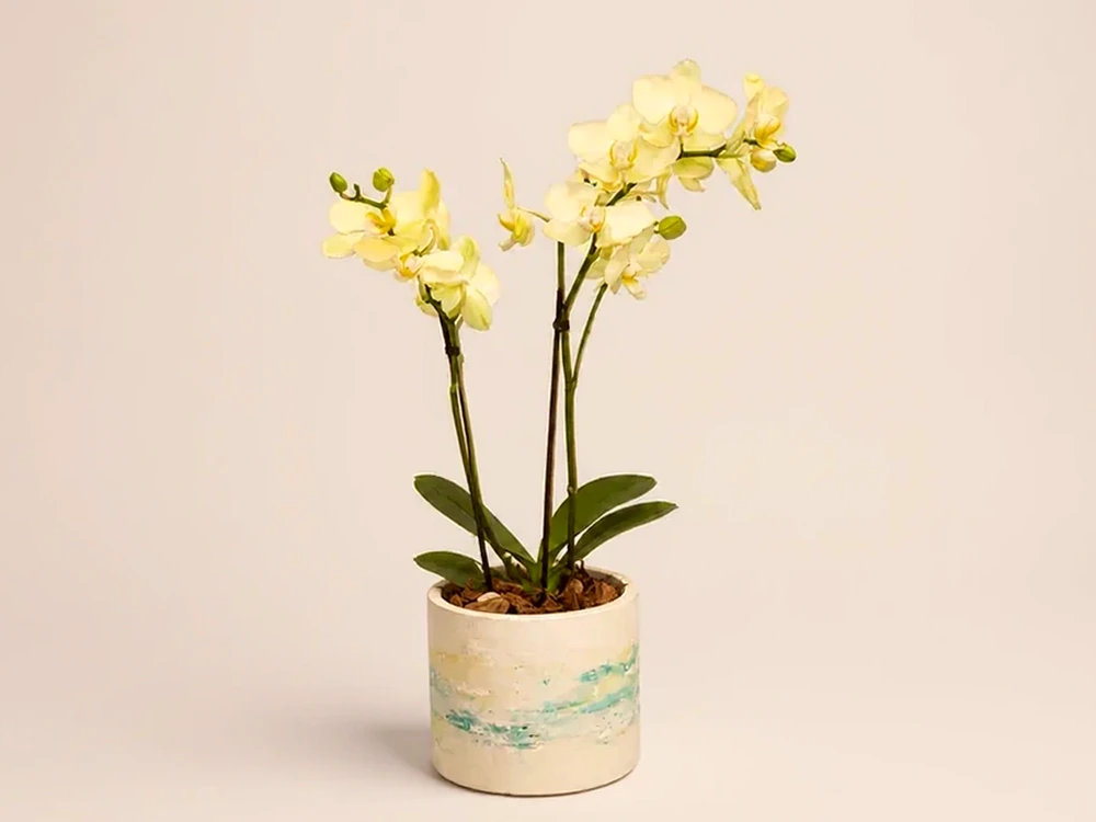Mini Orquídea Dupla em Vaso