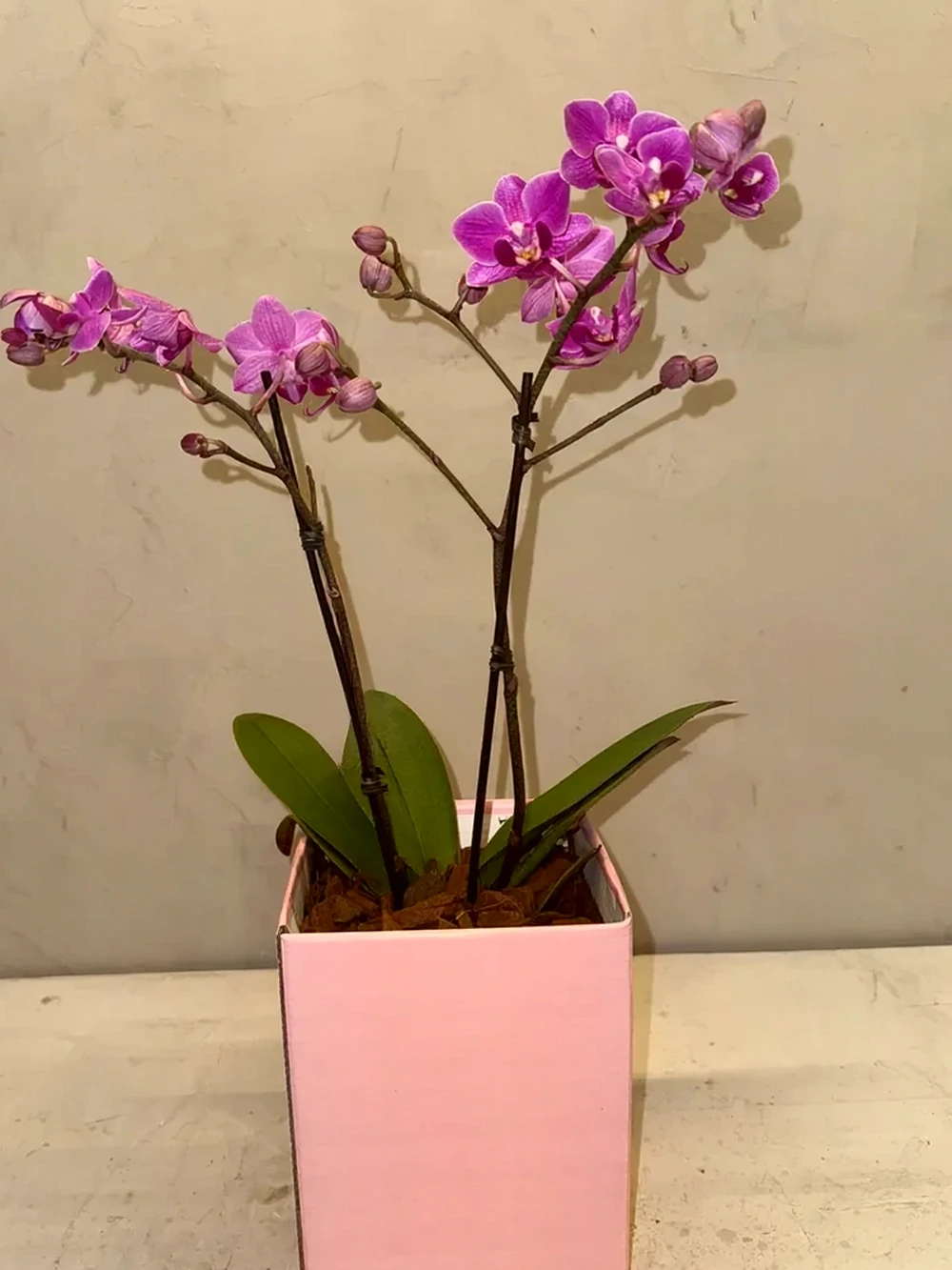 Mini Orquídeas magenta em Caixa