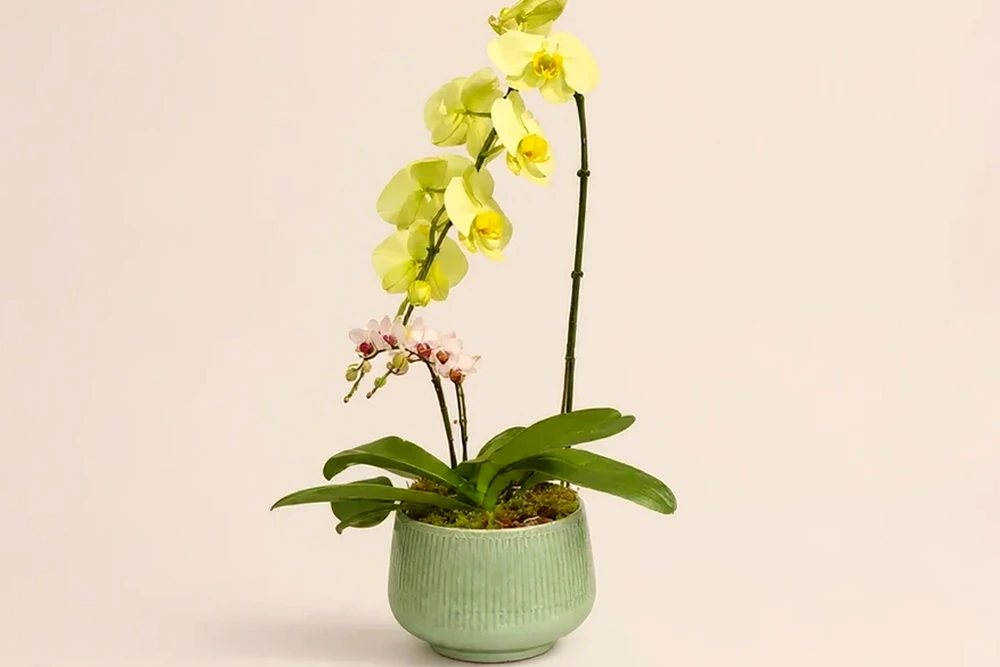 Orquídea Premium Duo em Vaso Elegante