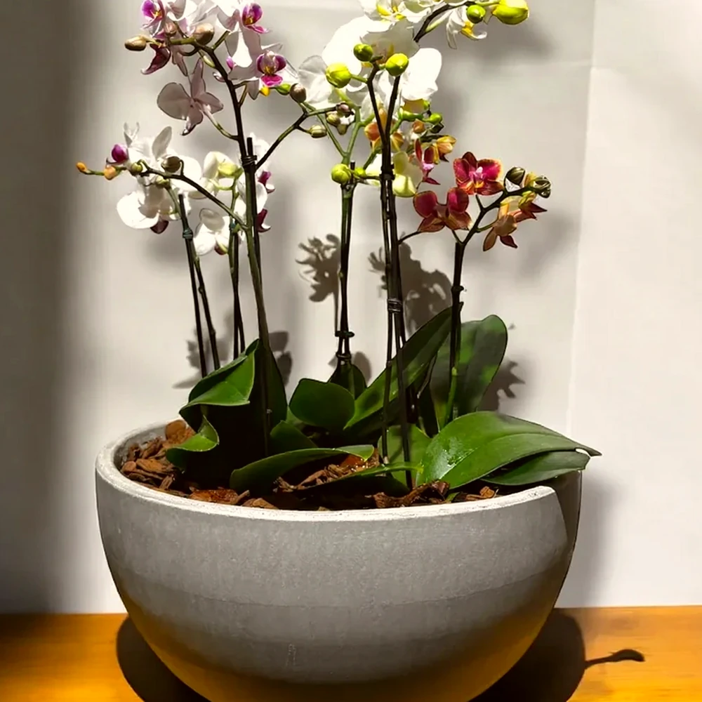 Arranjo de Orquídeas e Mini Orquídeas em vaso moderno de cimento queimado