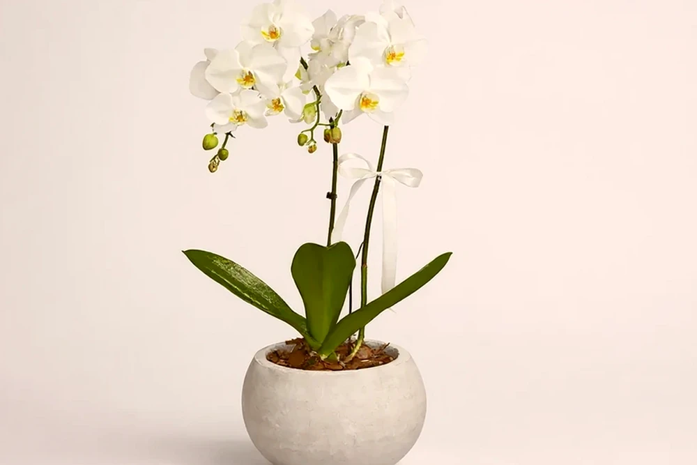 Orquídea branca em vaso moderno de cimento queimado