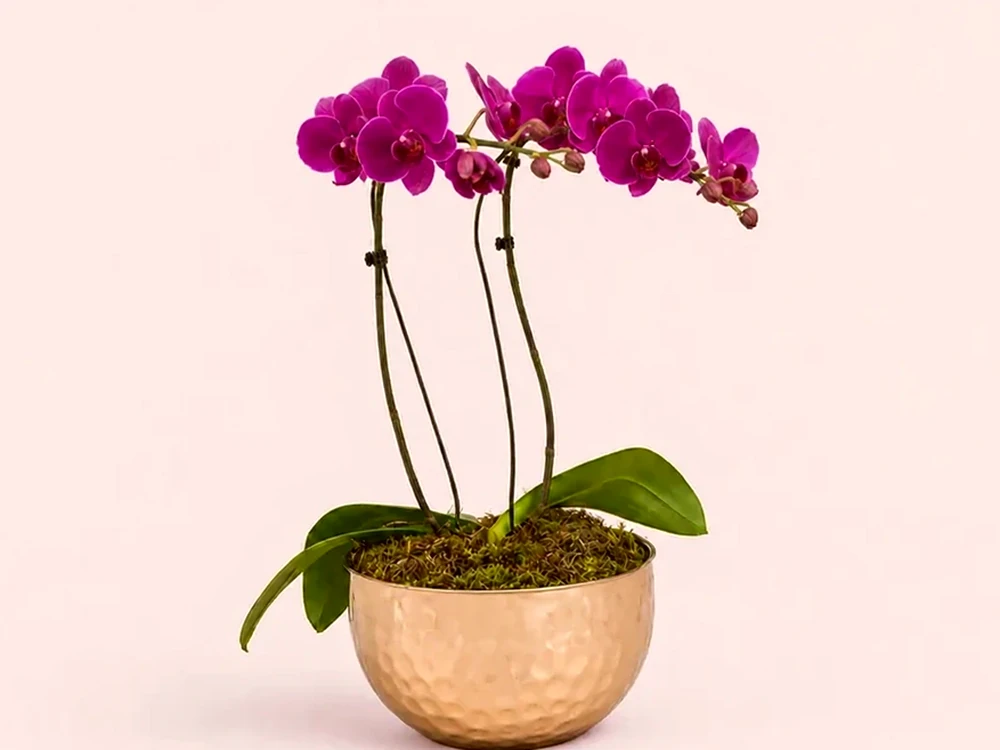 Arranjo Elegante com Orquídeas Roxas Premium