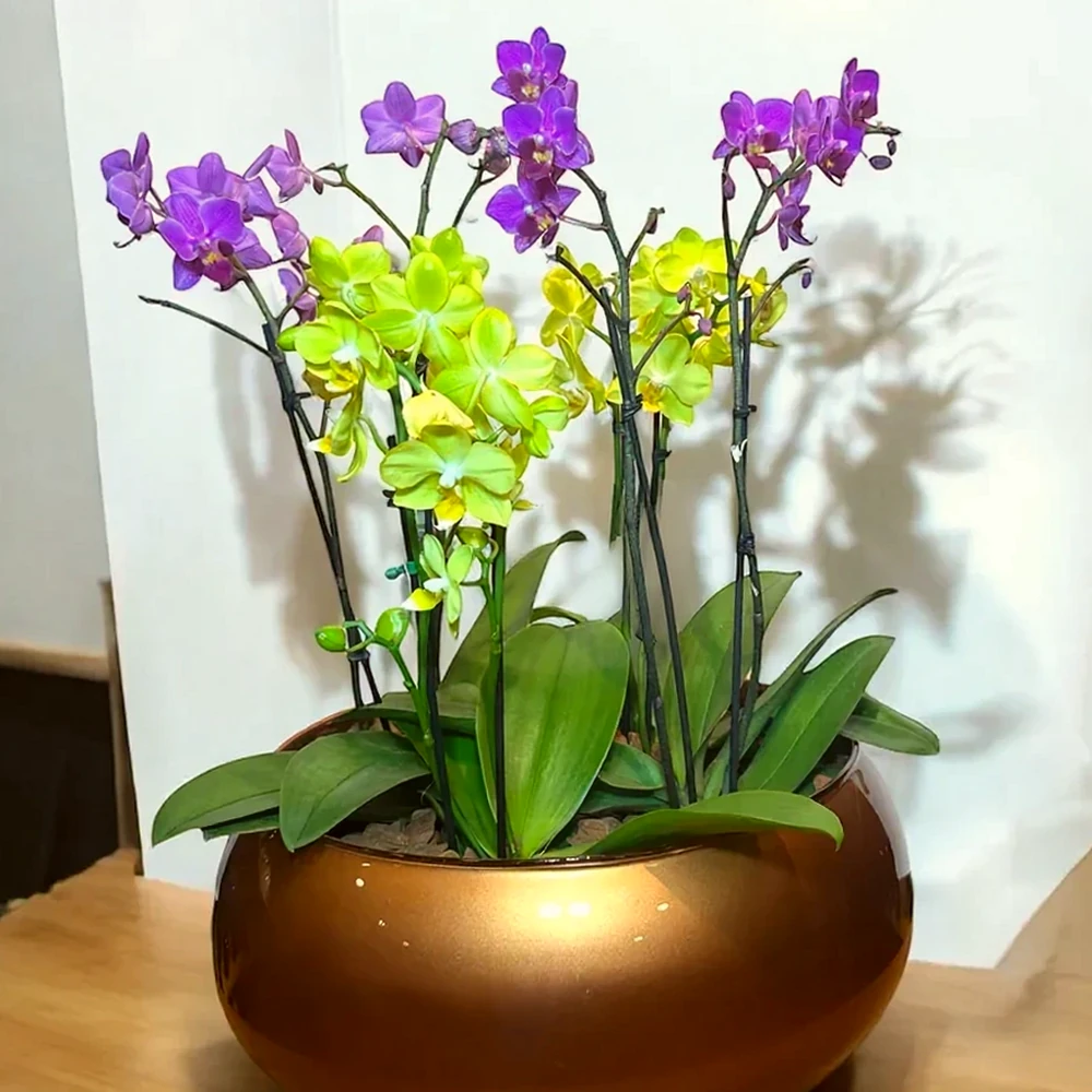Arranjo Exclusivo com Quatro Orquídeas Mini em Vaso Luxuoso
