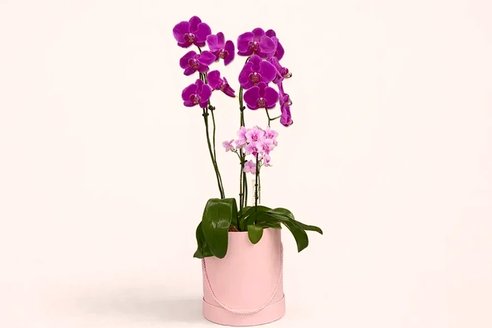 Arranjo com Orquídea Grande e Mini em Cor Especial na Caixa Rosa