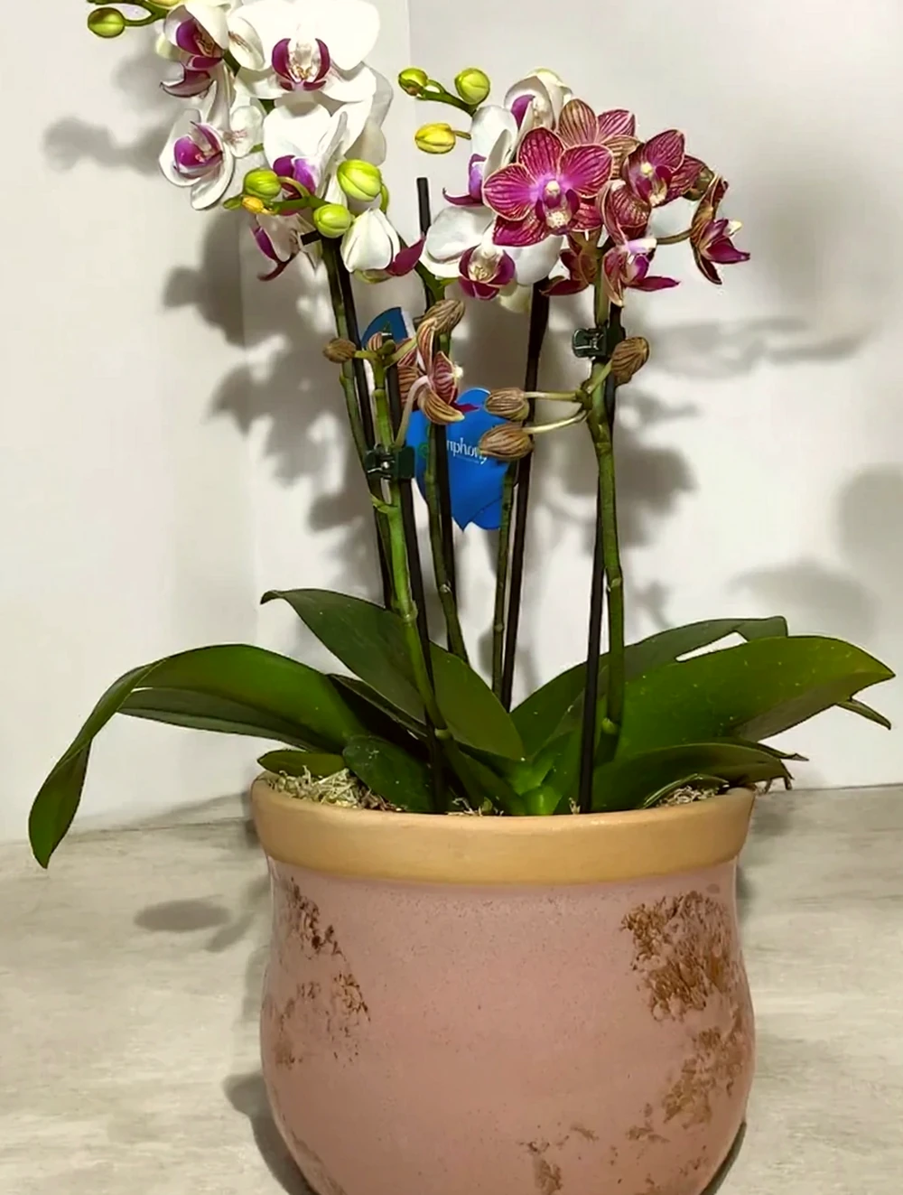 Duas Mini Orquídeas em Vaso de Cerâmica