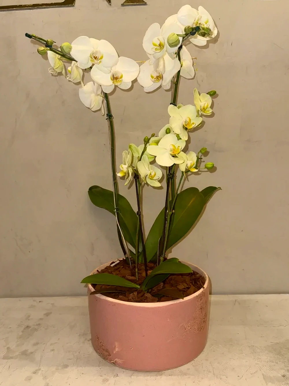 Orquídea Elegante em Vaso de Cerâmica Decorativa
