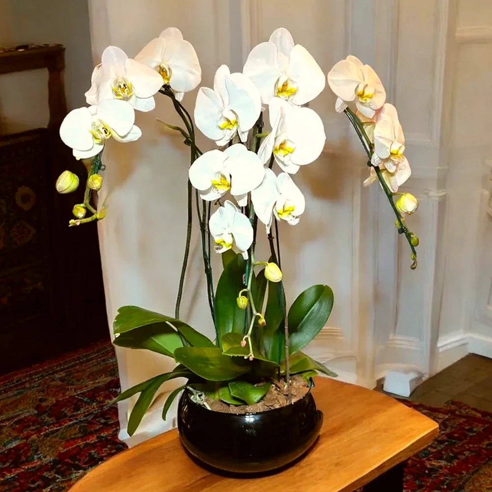 Orquídeas Cascata Triplas em Vaso de Vidro