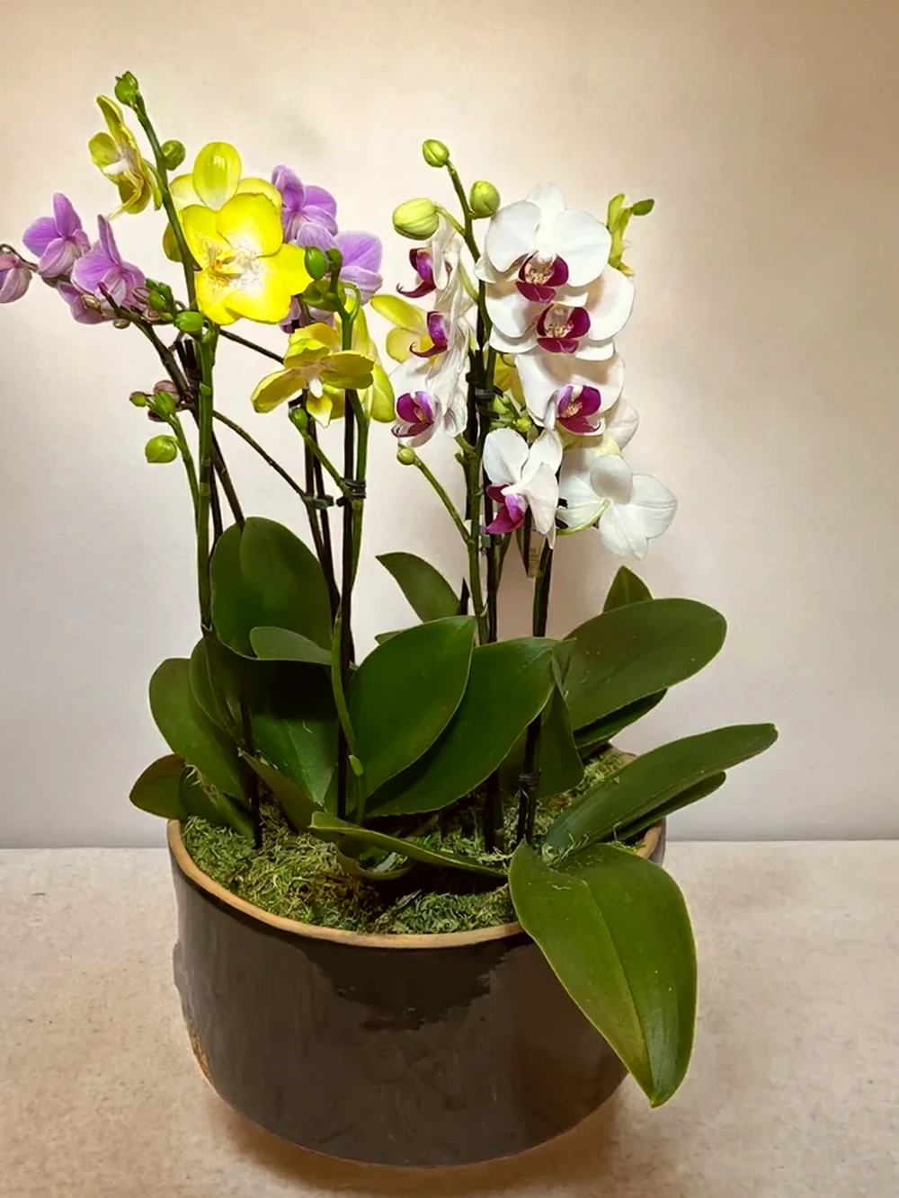 Arranjo Colorido de Mini Orquídeas em Vaso de Cerâmica