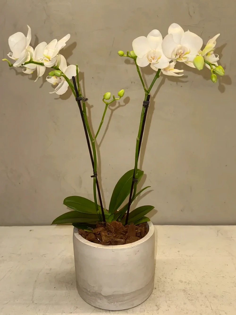 Mini Orquídea Phalaenopsis com vaso