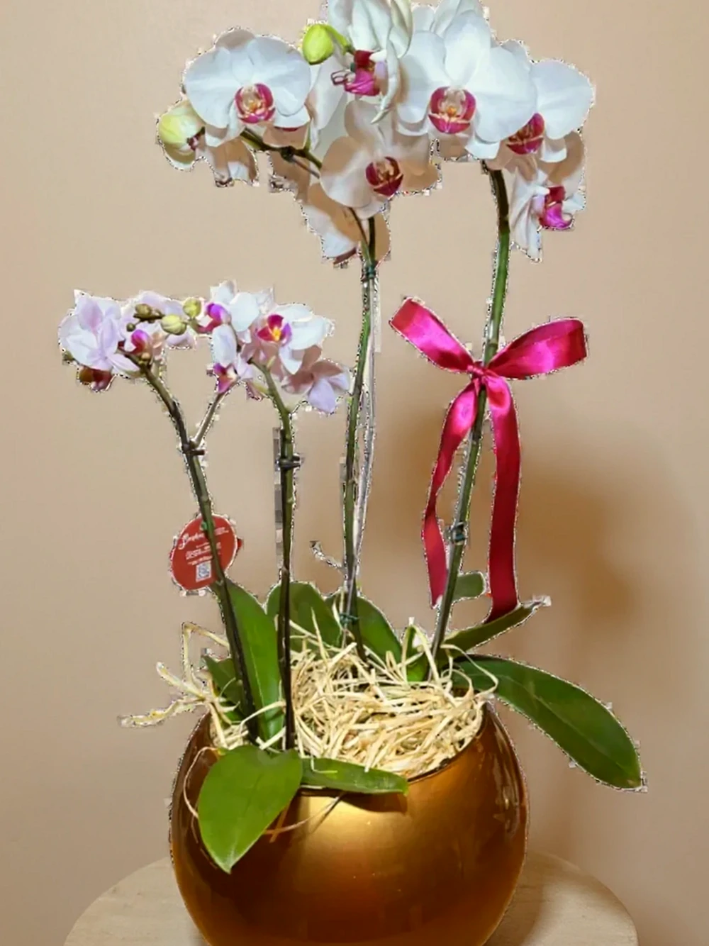 Dois Orquídea Phalaenopsis com vaso vidro