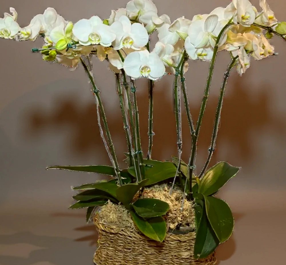 três vasos com Orquídea Phalaenopsis