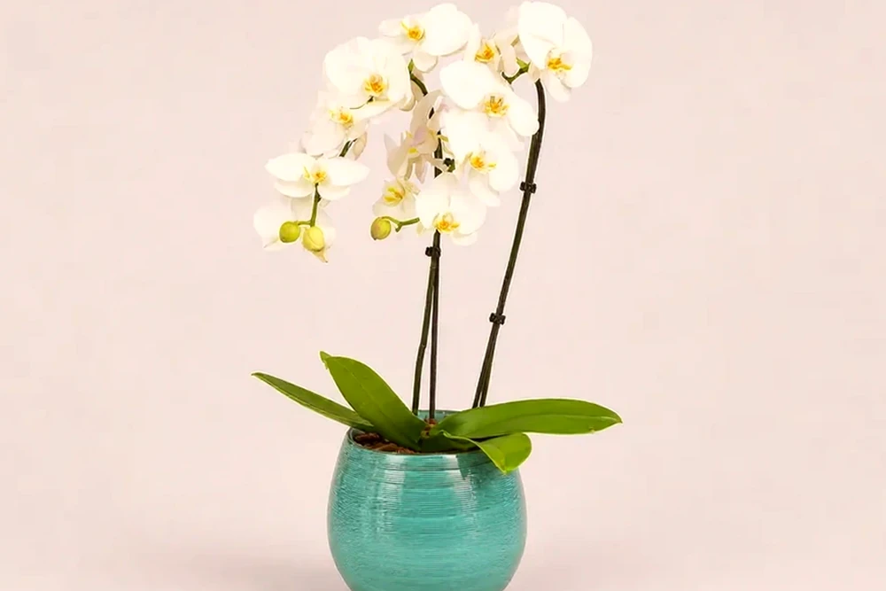 Orquídea Branca Premium com Duas Hastes em Vaso Turquesa